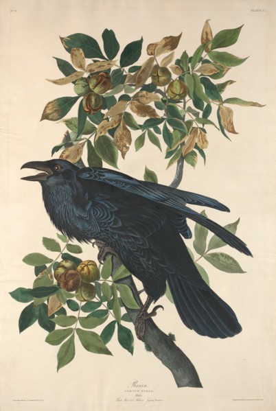 Raven, 1831.