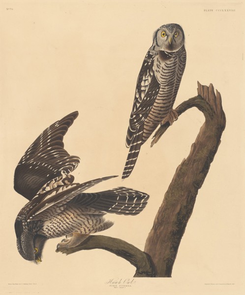 Hawk Owl, 1837.