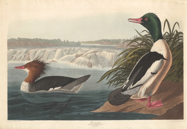 Goosander, 1836.