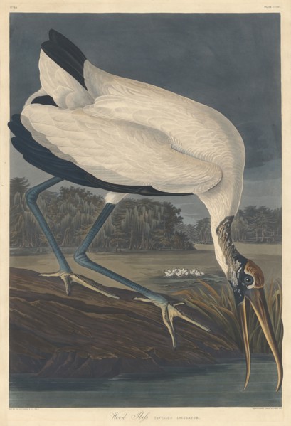 Wood Ibis, 1834.