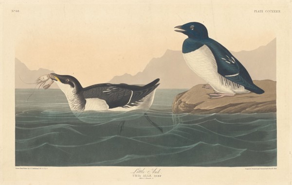 Little Auk, 1836.