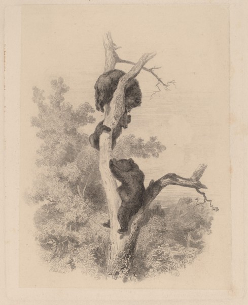 Les ours. [Bears].