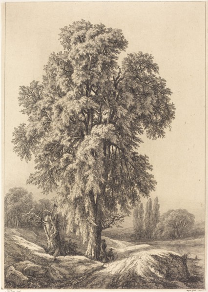 The Elm Tree, 1840.