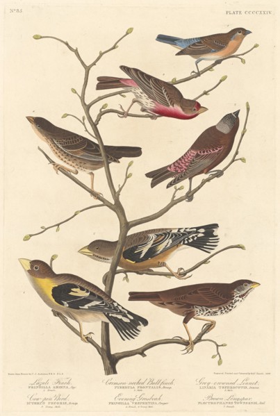 Lazuli Finch, 1838.