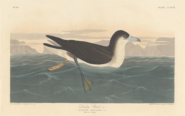 Dusky Petrel, 1836.
