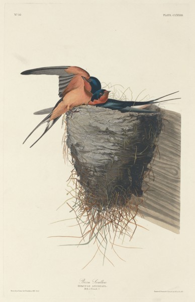 Barn Swallow, 1833.