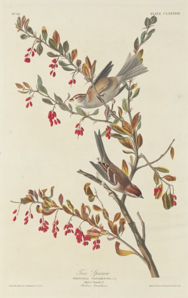 Tree Sparrow, 1834.
