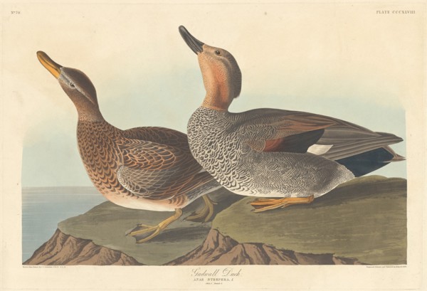 Gadwall Duck, 1836.