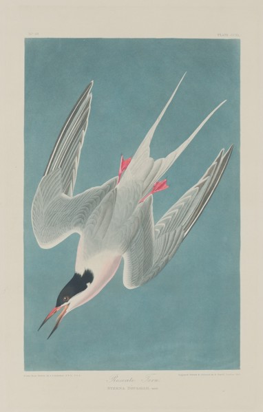 Roseate Tern, 1835.