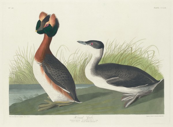 Horned Grebe, 1835.