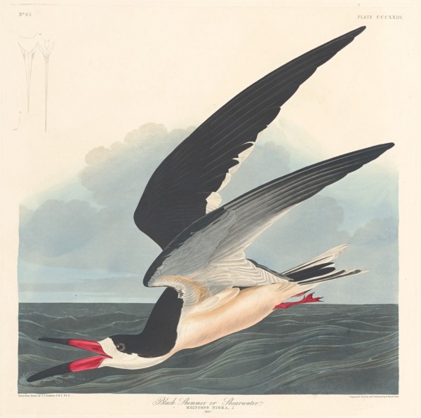 Black Skimmer, 1836.