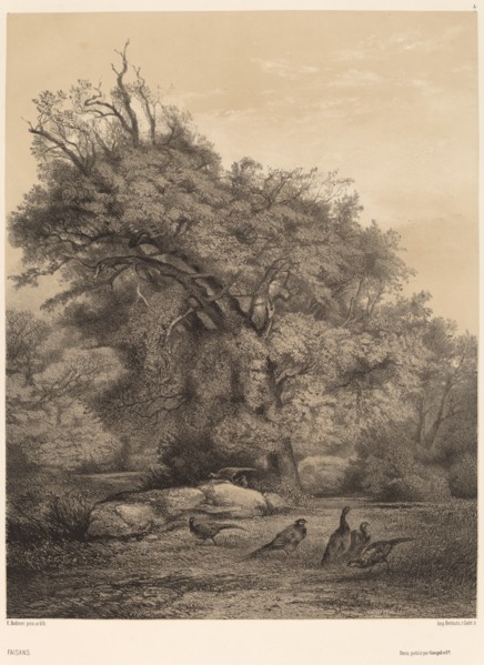 Faisans. [Pheasants].