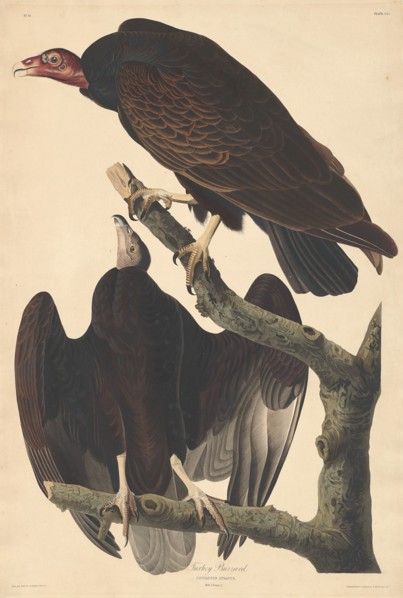 Turkey Buzzard, 1832.