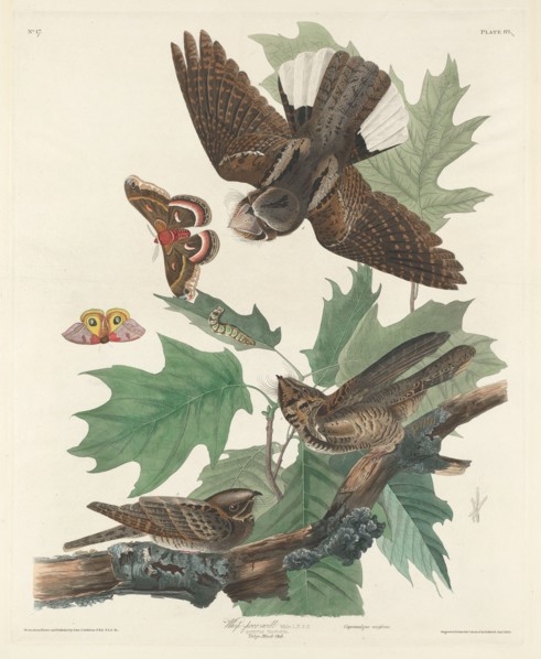 Whip-poor-will, 1830.