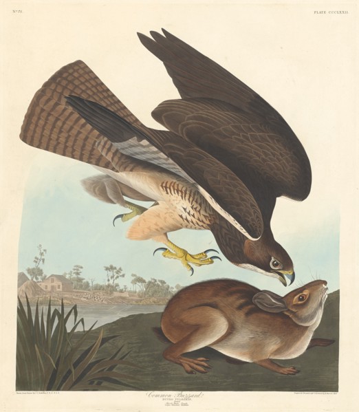 Common Buzzard, 1837.