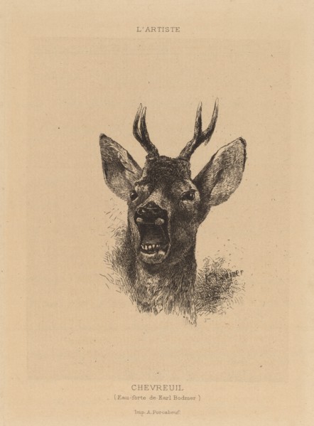 Chevreuil. [Roe deer].
