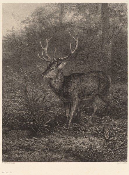 Cerf Dix-Cors. [Stag].