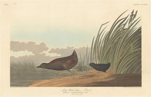 Least Water-hen, 1836.