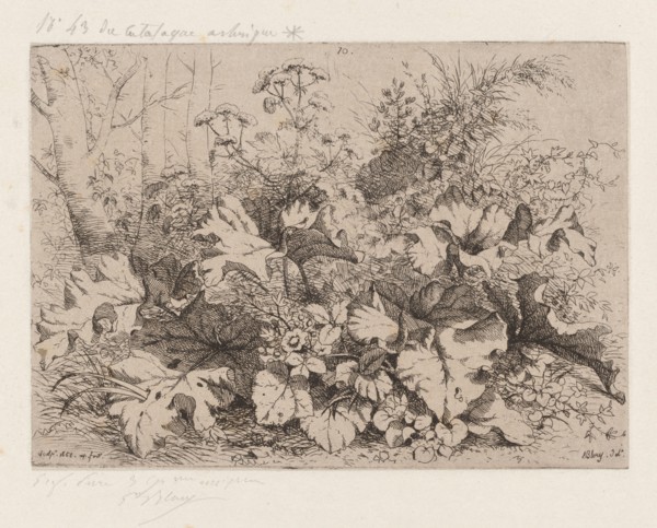 Burdock in Bloom, 1858.