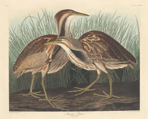 American Bittern, 1836.