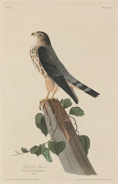 Le Petit Caporal, 1829.