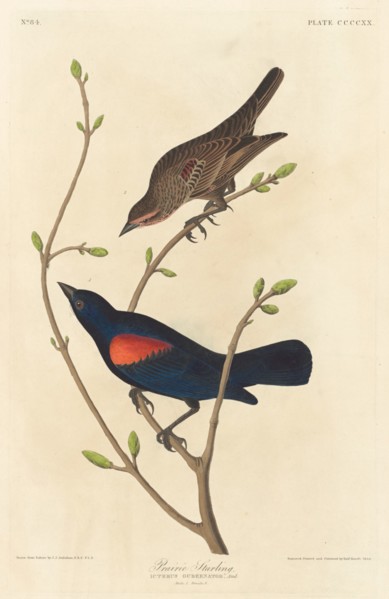 Prairie Starling, 1838.