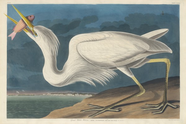 Great White Heron, 1835.