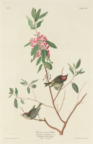 Ruby-crowned Wren, 1834.