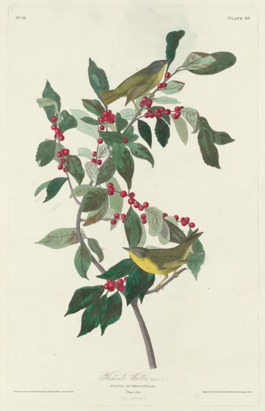 Nashville Warbler, 1830.