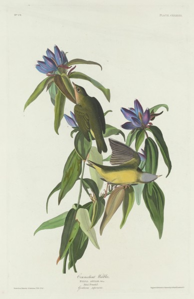 Connecticut Warbler, 1832.