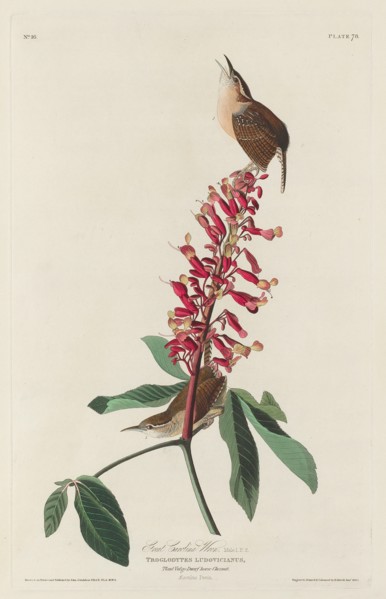 Great Carolina Wren, 1830.