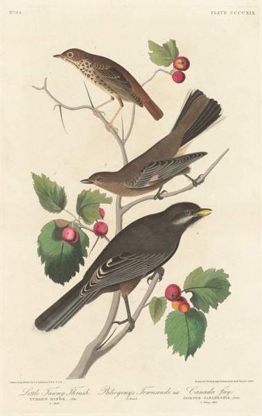 Little Tawny Thrush, 1838.