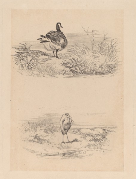 Oie, Heron. [Goose, Heron].