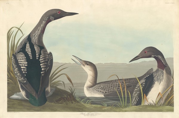 Black-throated Diver, 1836.