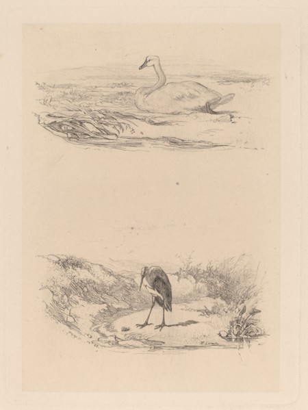 Cygne, heron. [Swan, heron].