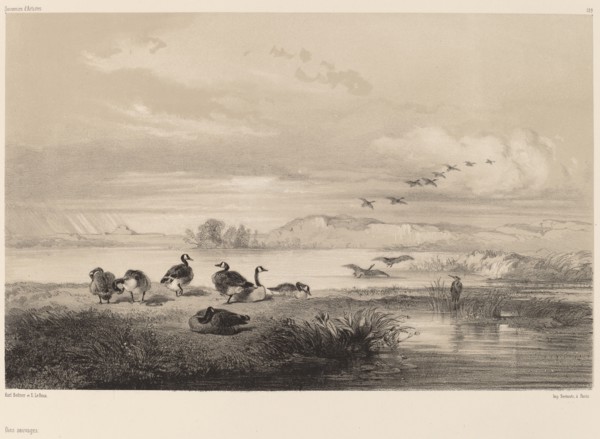 Oies sauvages. [Wild geese].