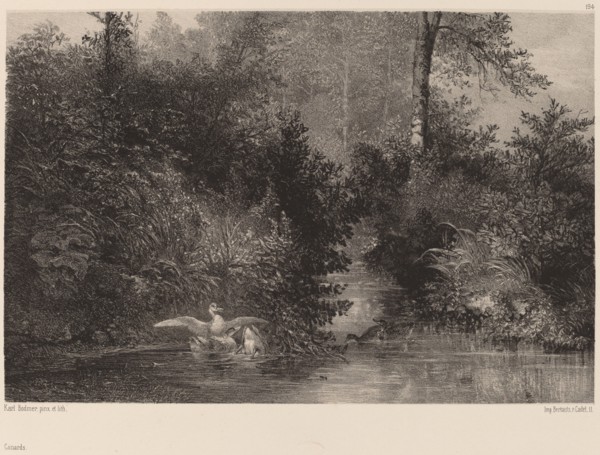 Canards, 1861/1866. [Ducks].