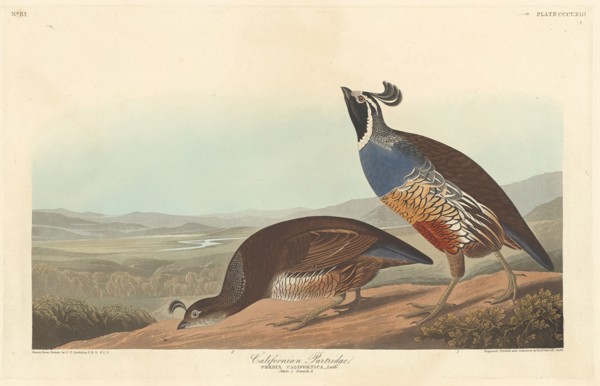 Californian Partridge, 1838.