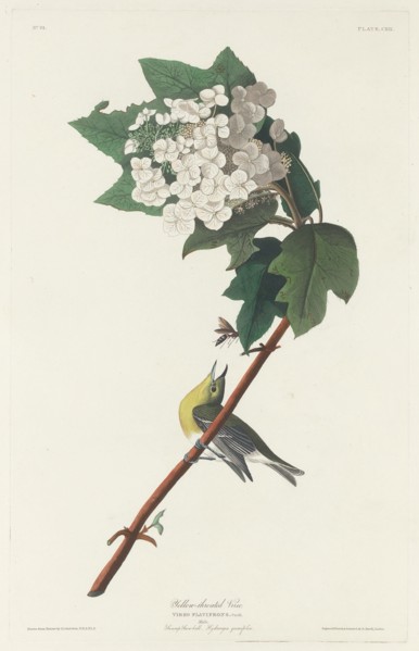 Yellow-throated Vireo, 1831.