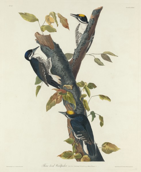 Three-Toed Woodpecker, 1832.