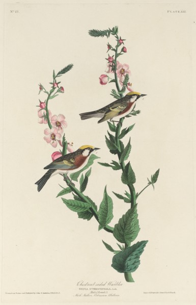Chestnut-sided Warbler, 1829.