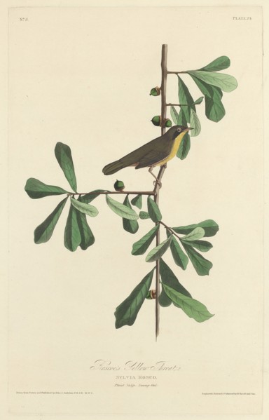 Roscoe's Yellow Throat, 1827.