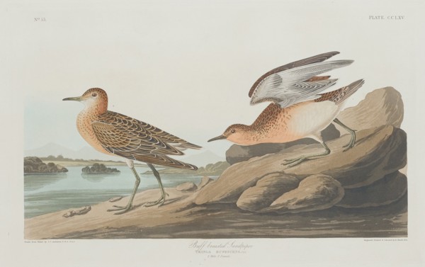 Buff-breasted Sandpiper, 1835.