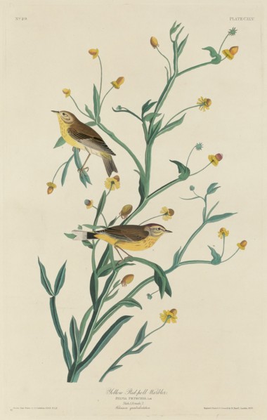 Yellow Red-Poll Warbler, 1832.