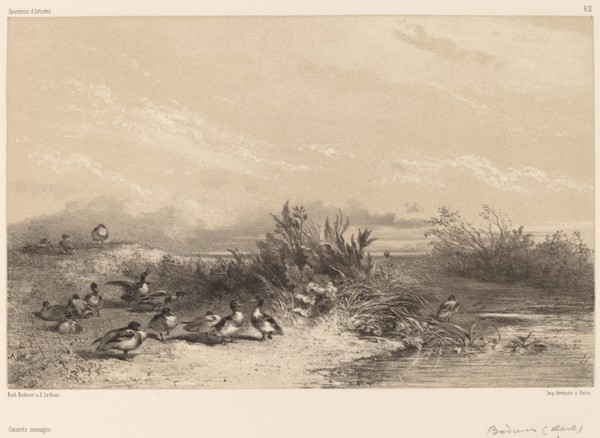 Canards Sauvages. [Wild Ducks].