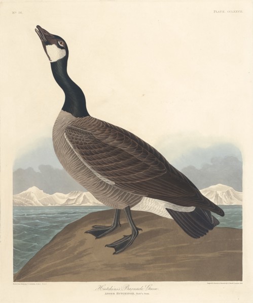 Hutchin's Barnacle Goose, 1835.