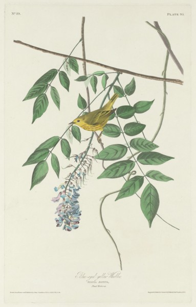 Blue-eyed Yellow Warbler, 1830.