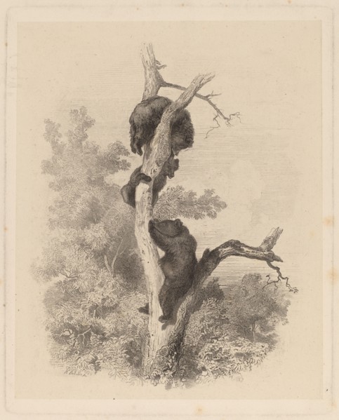 Les Ours (The Bears), 1858/1874.