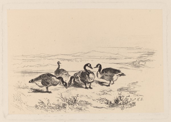 Oies bernacles. [Barnacle geese].