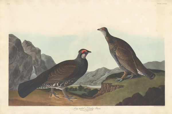 Long-tailed or Dusky Grous, 1837.